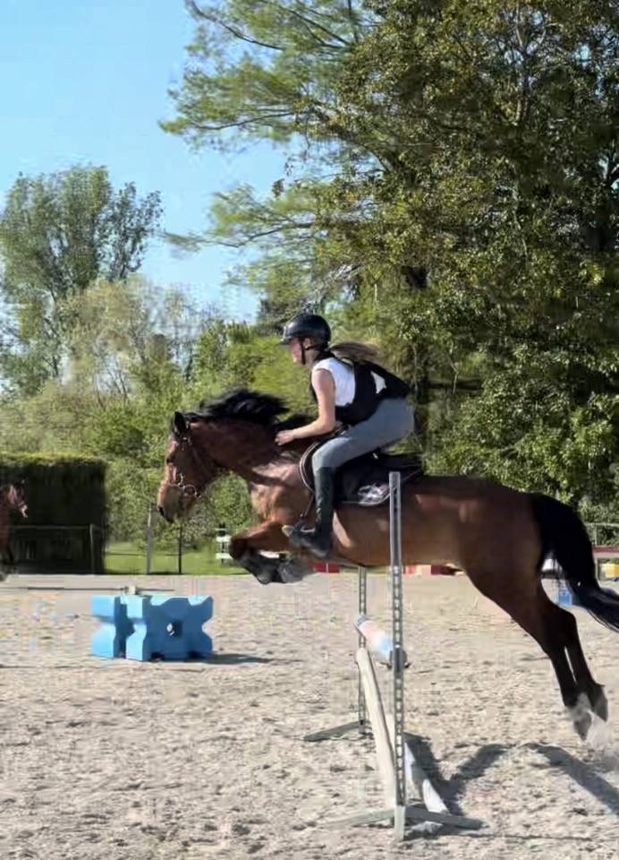 Mare Origin Recorded For sale 2019 Bay