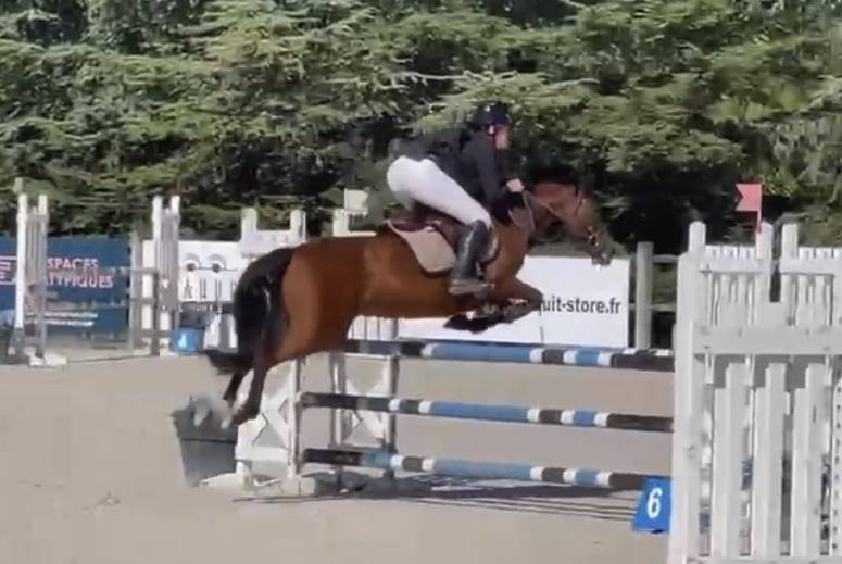 Mare Origin Recorded For sale 2019 Bay