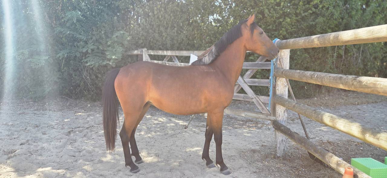 Mare New Forest For sale 2024 Bay