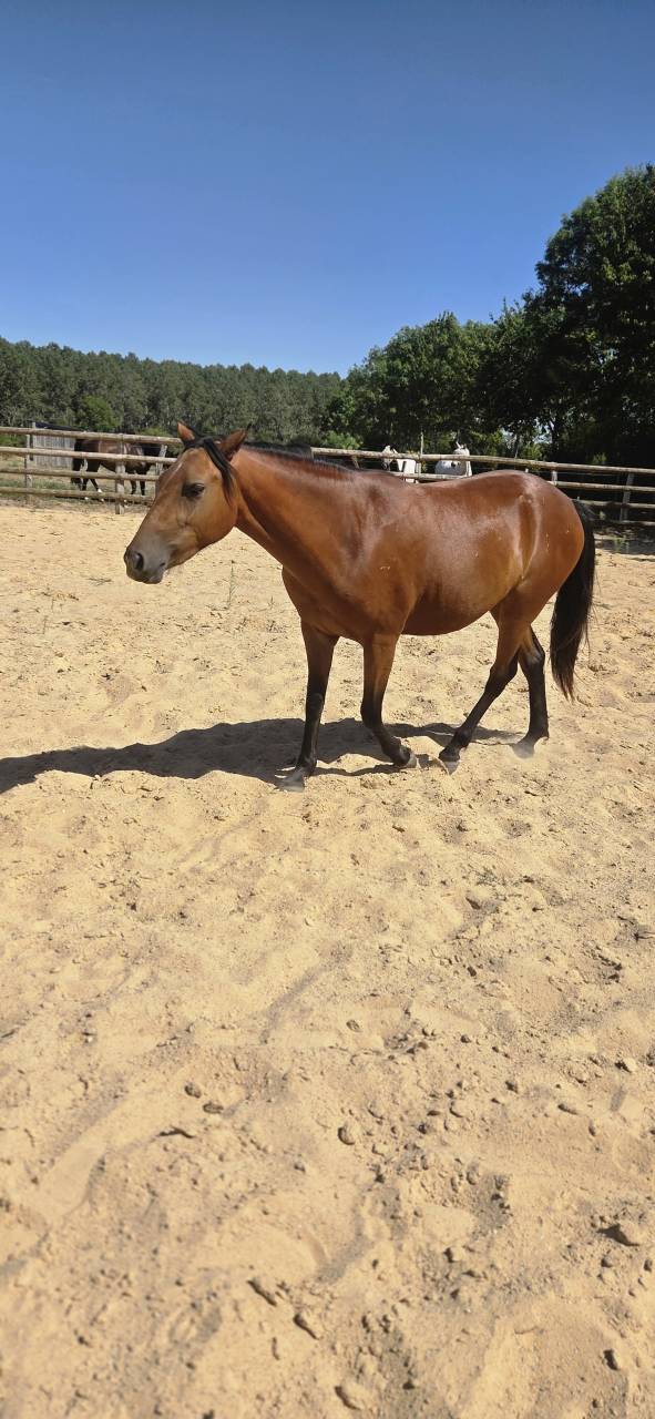 Mare New Forest For sale 2024 Bay