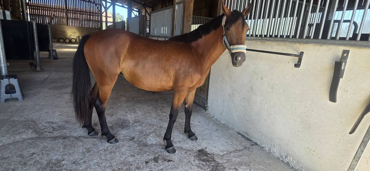 Mare New Forest For sale 2024 Bay