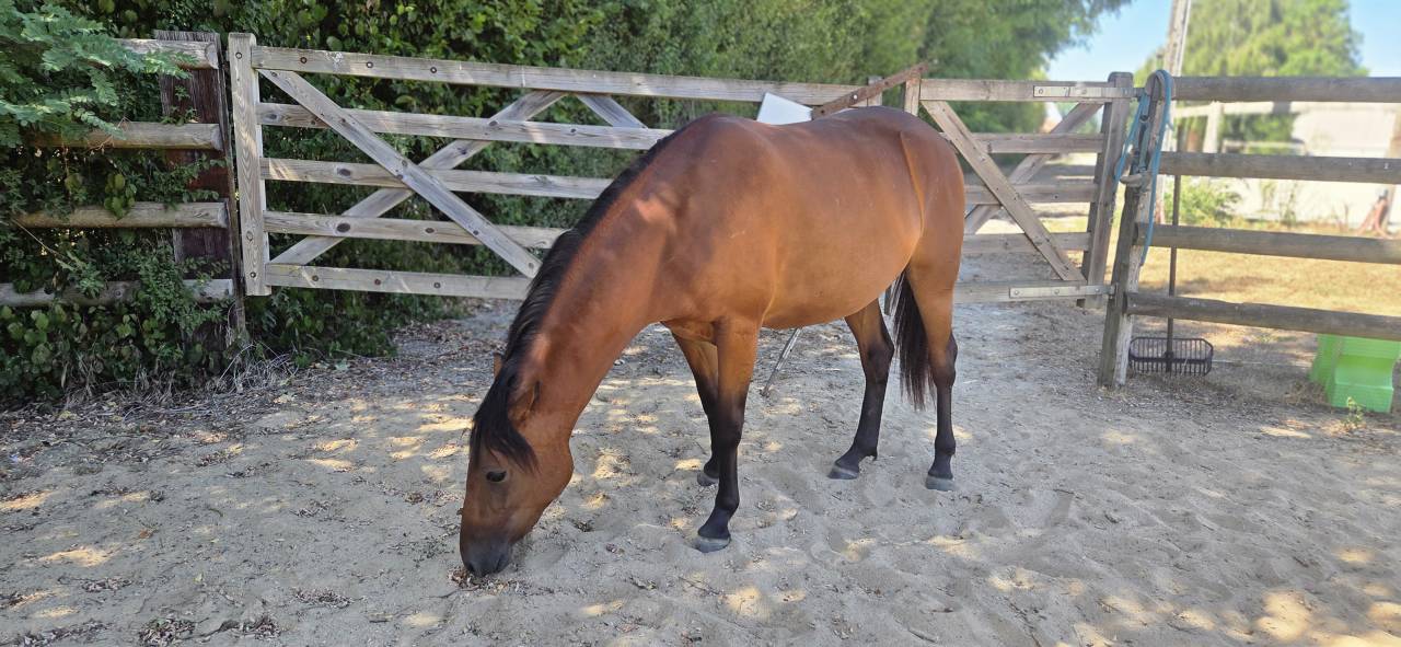 Mare New Forest For sale 2024 Bay