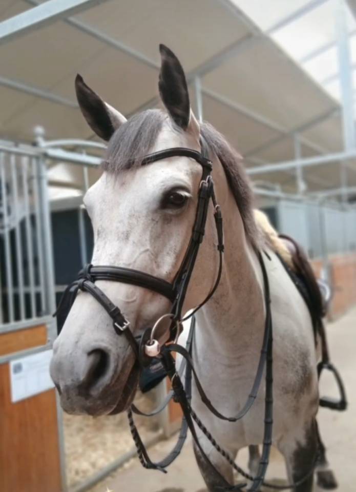 Mare Irish Sport Horse For sale 2020 Grey
