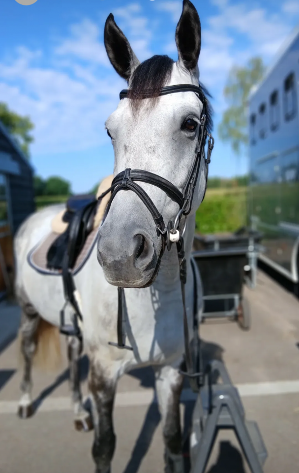 Mare Irish Sport Horse For sale 2020 Grey