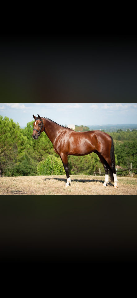 Colt AES Anglo European Studbook For sale 2026 Bay