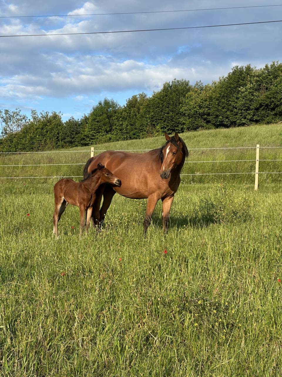 Colt AES Anglo European Studbook For sale 2026 Bay