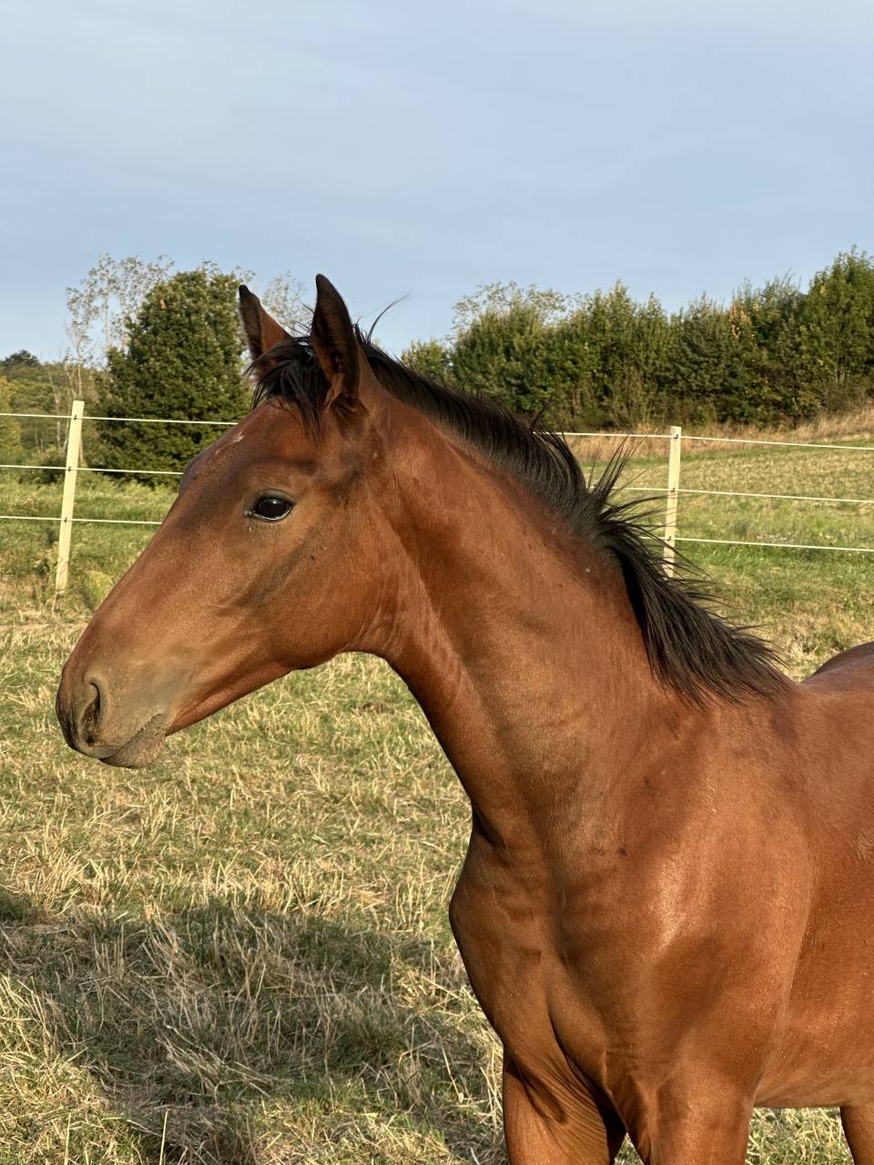 Colt AES Anglo European Studbook For sale 2026 Bay