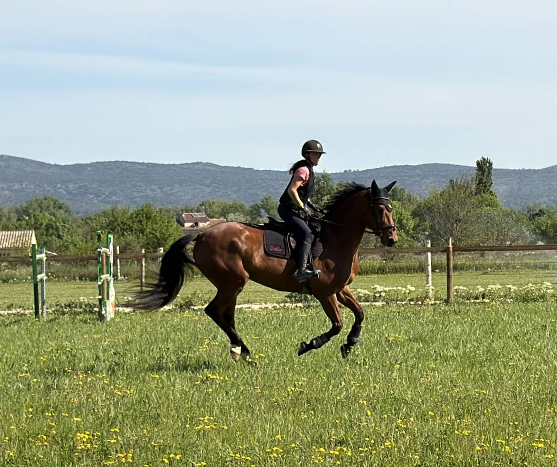Mare Selle Fran&ccedil;ais For sale 2019 Bay
