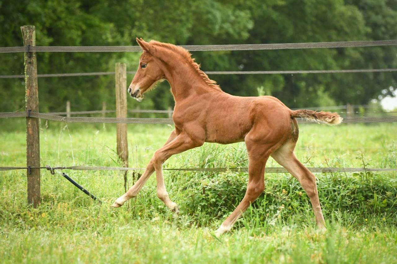 Filly Selle Fran&ccedil;ais For sale 2026 Liver chestnut