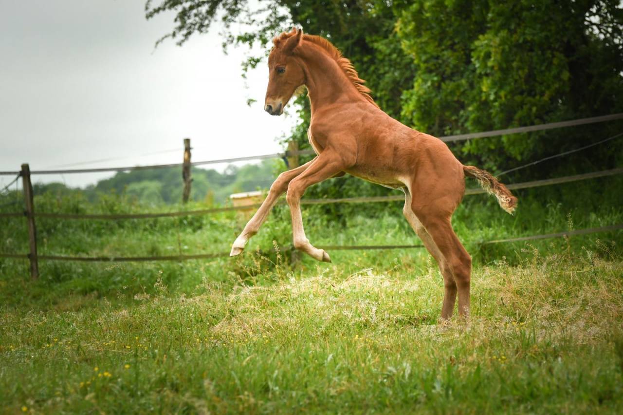 Filly Selle Fran&ccedil;ais For sale 2026 Liver chestnut