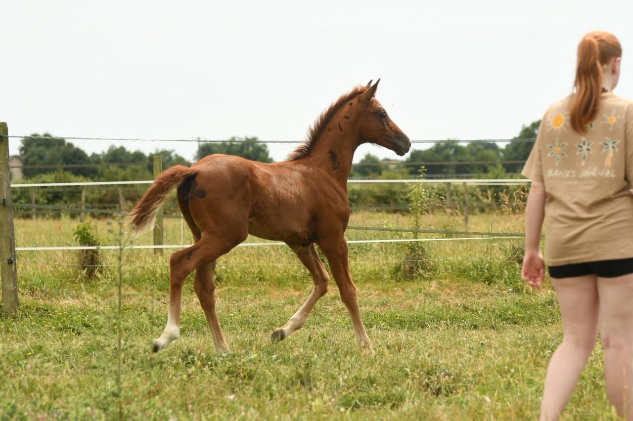 Filly Selle Fran&ccedil;ais For sale 2026 Liver chestnut