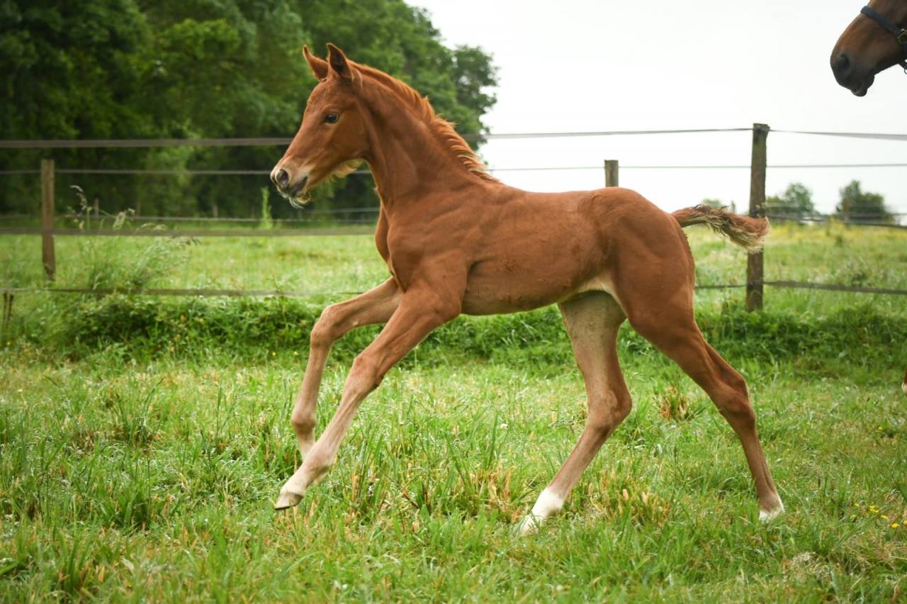 Filly Selle Fran&ccedil;ais For sale 2026 Liver chestnut