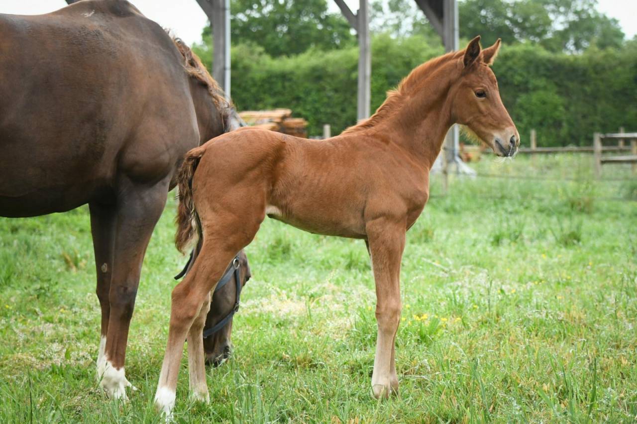 Filly Selle Fran&ccedil;ais For sale 2026 Liver chestnut