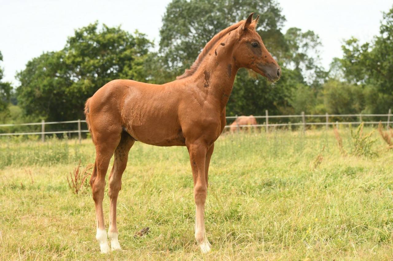 Filly Selle Fran&ccedil;ais For sale 2026 Liver chestnut