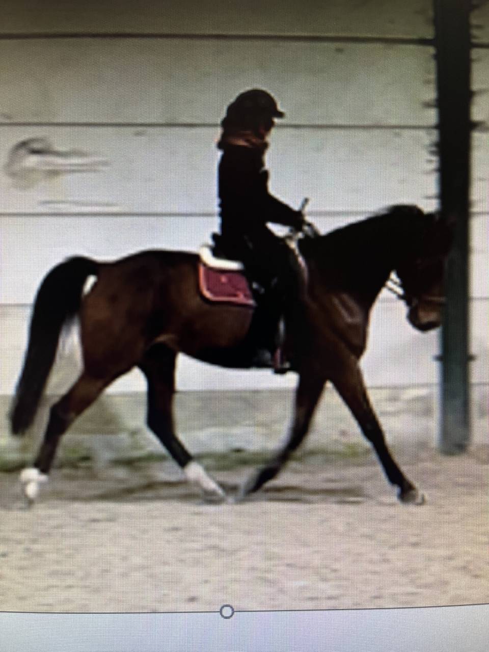 Gelding French Trotter For sale 2017 Bay
