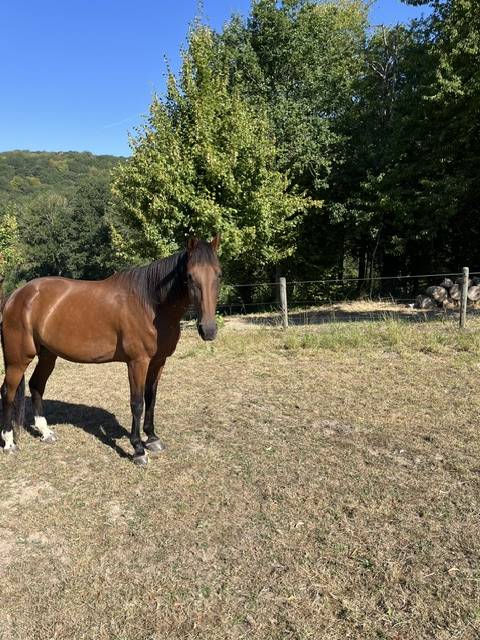 Gelding French Trotter For sale 2017 Bay