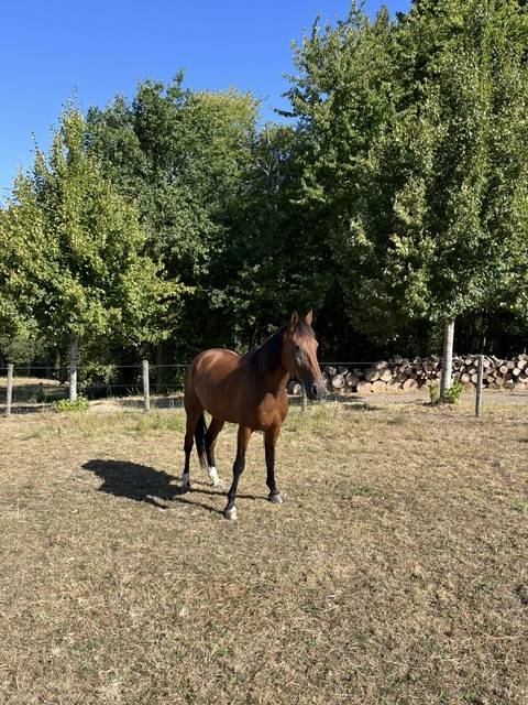 Gelding French Trotter For sale 2017 Bay