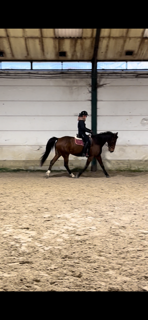 Gelding French Trotter For sale 2017 Bay