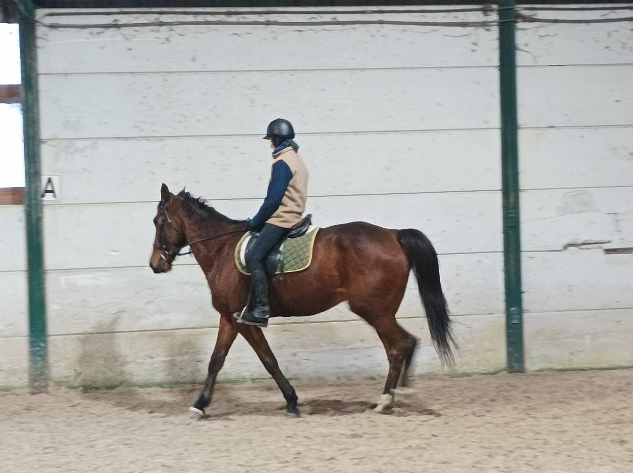 Gelding French Trotter For sale 2017 Bay