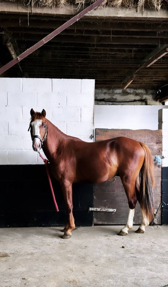 Gelding French Saddle Pony For sale 2024 Chesnut