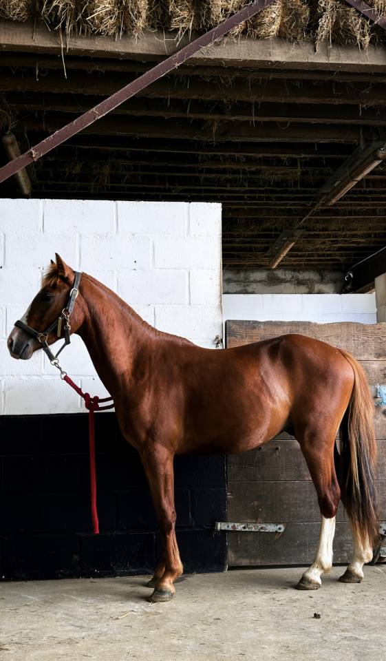 Gelding French Saddle Pony For sale 2024 Chesnut