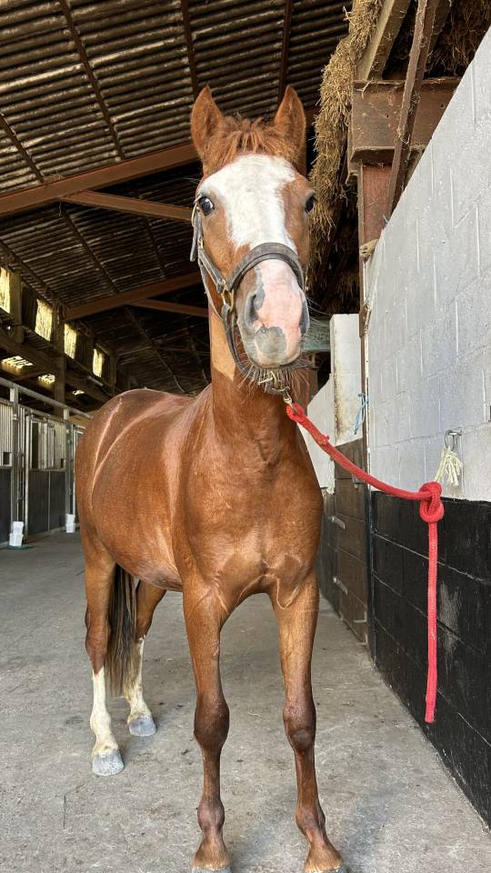Gelding French Saddle Pony For sale 2024 Chesnut