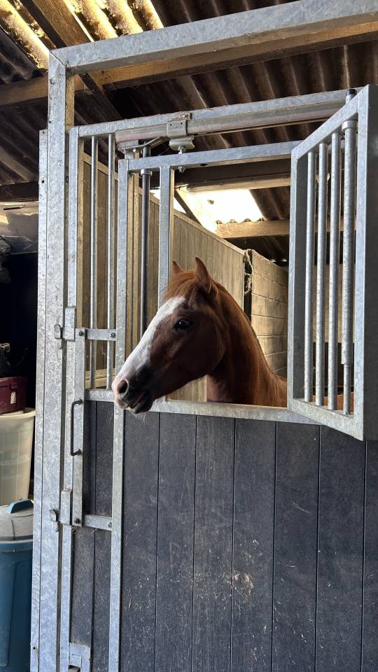 Gelding French Saddle Pony For sale 2024 Chesnut