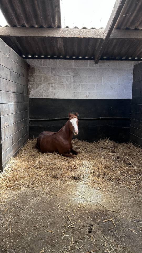 Gelding French Saddle Pony For sale 2024 Chesnut