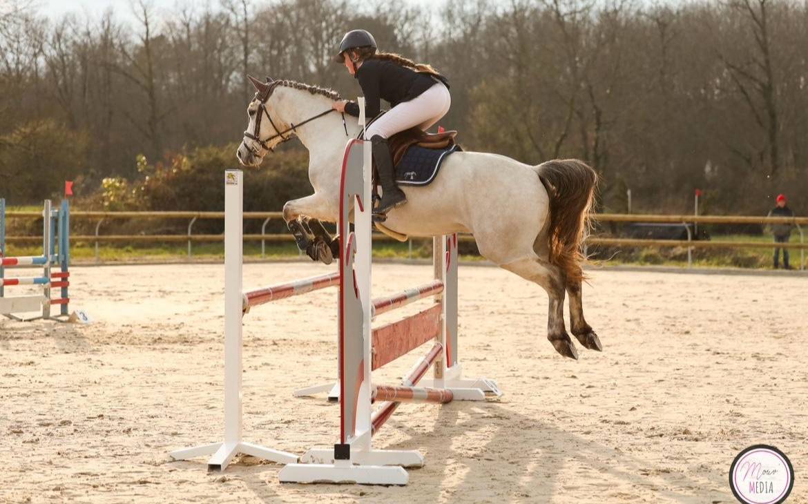 Gelding French Saddle Pony For sale 2020 Grey