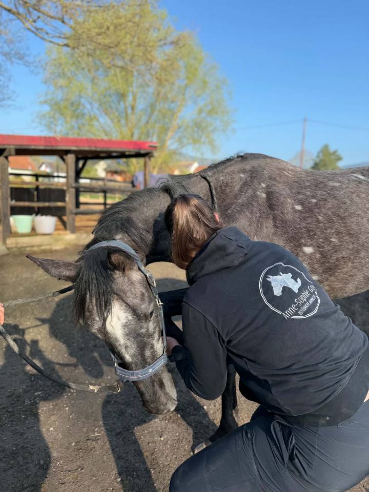Gelding English Thoroughbred For sale 2021 Grey