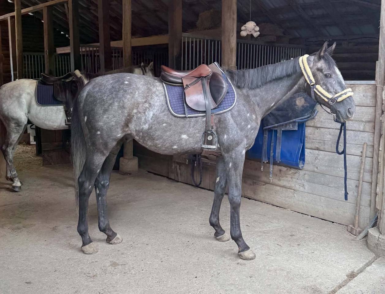 Gelding English Thoroughbred For sale 2021 Grey