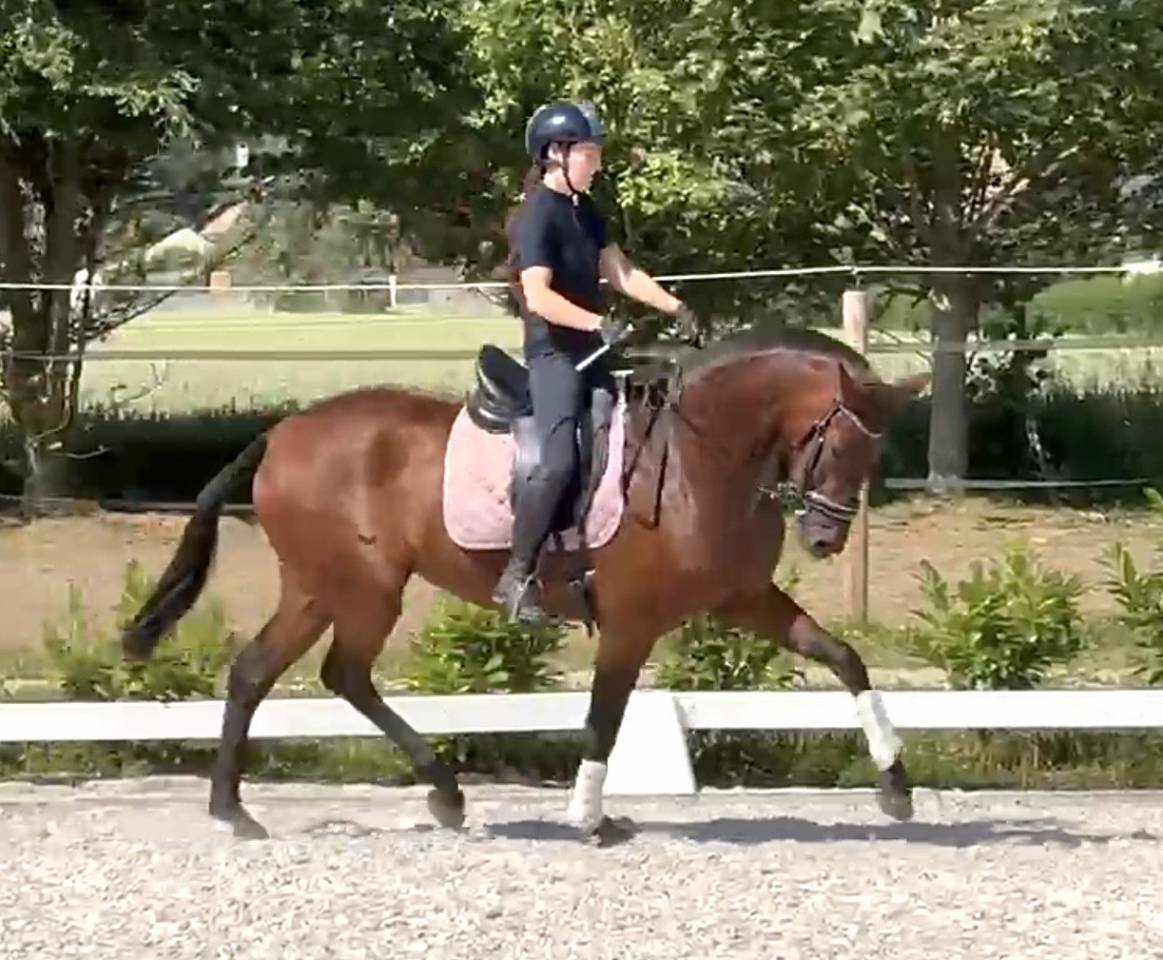 Mare PRE Pure Spanish Bred For sale 2021 Bay