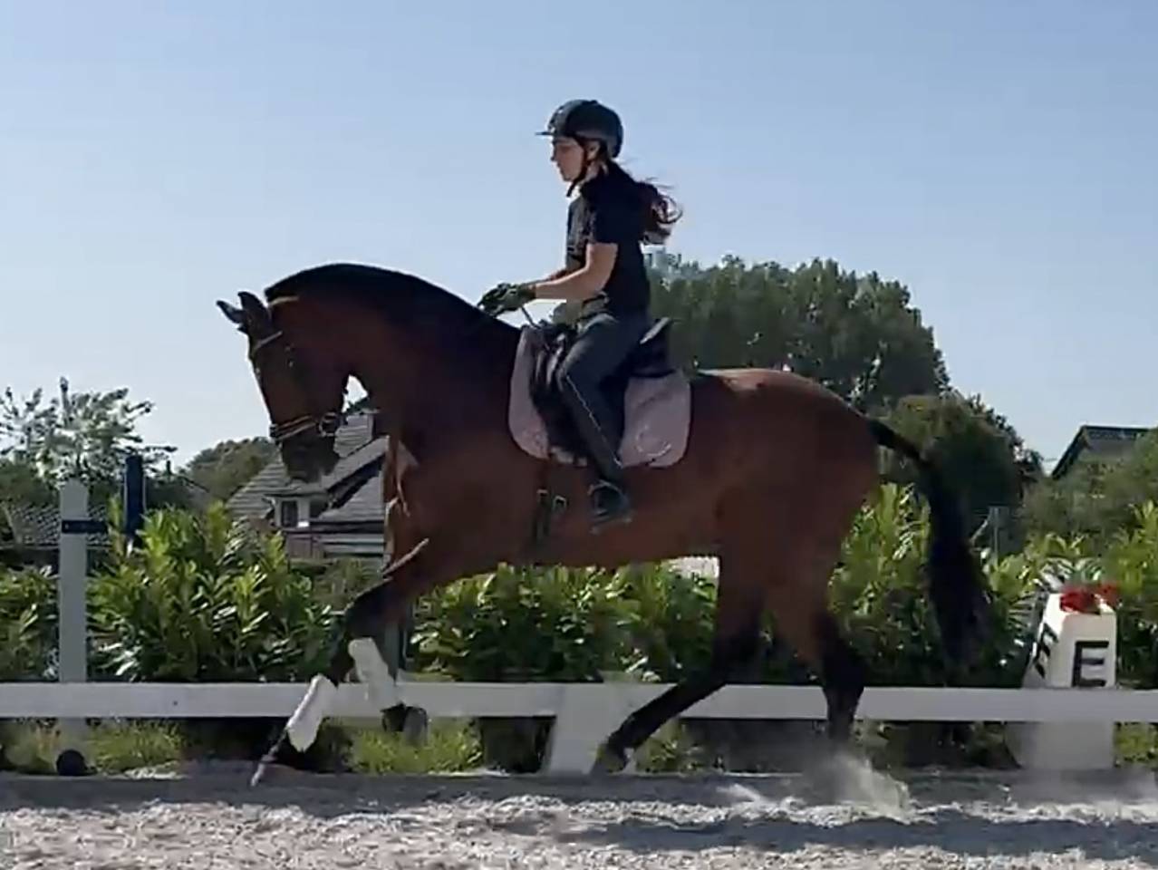 Mare PRE Pure Spanish Bred For sale 2021 Bay