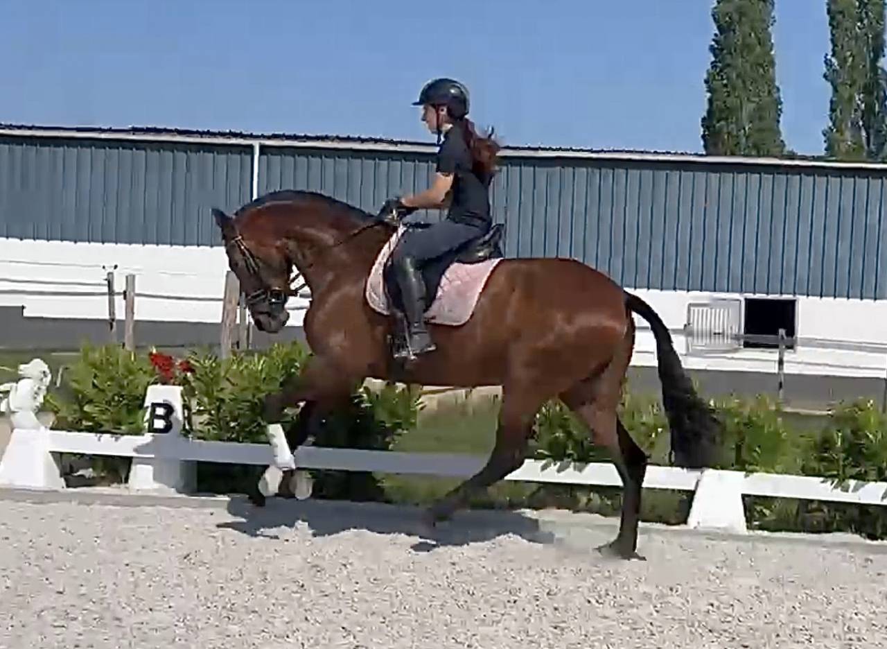 Mare PRE Pure Spanish Bred For sale 2021 Bay