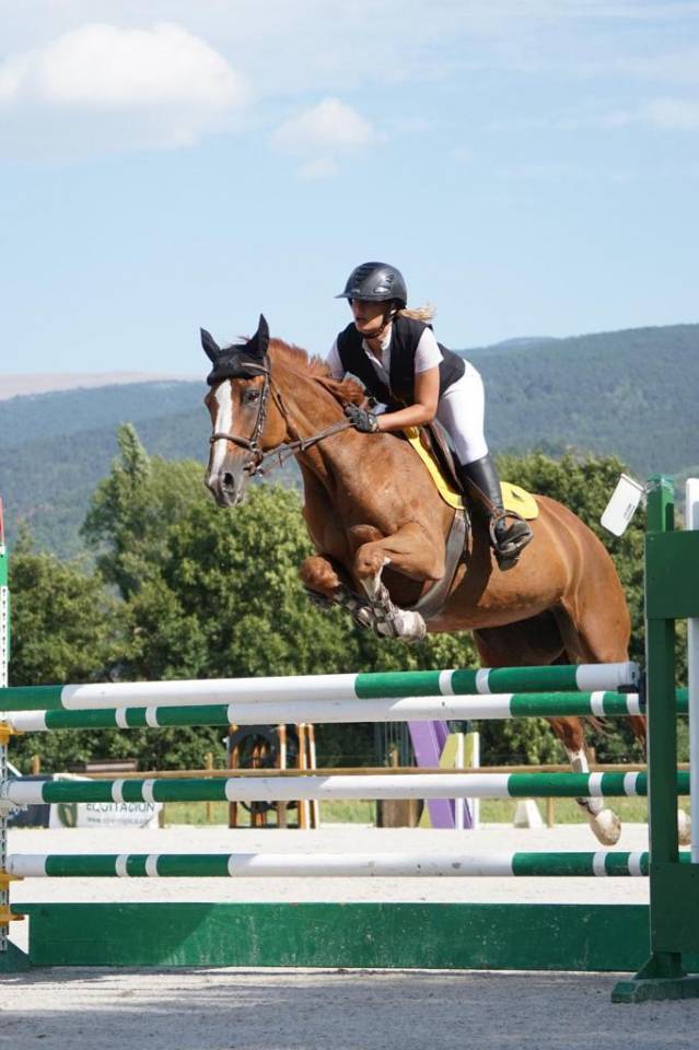 Mare Selle Fran&ccedil;ais For sale 2012 Chesnut