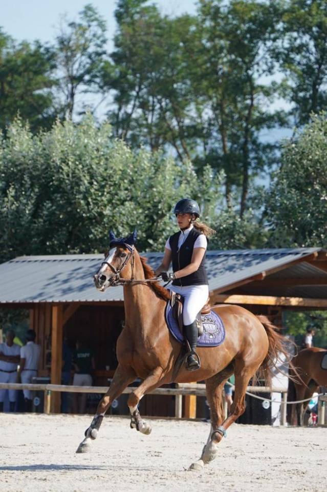 Mare Selle Fran&ccedil;ais For sale 2012 Chesnut