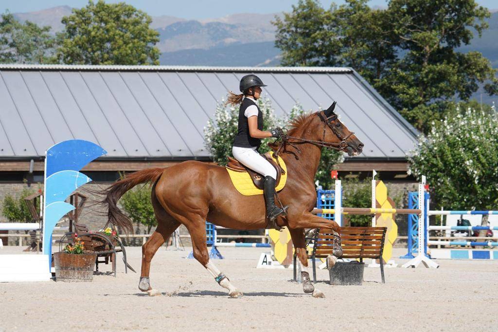 Mare Selle Fran&ccedil;ais For sale 2012 Chesnut