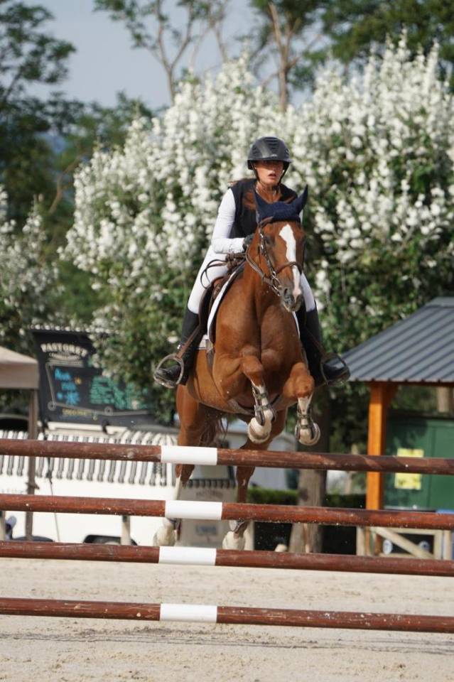 Mare Selle Fran&ccedil;ais For sale 2012 Chesnut