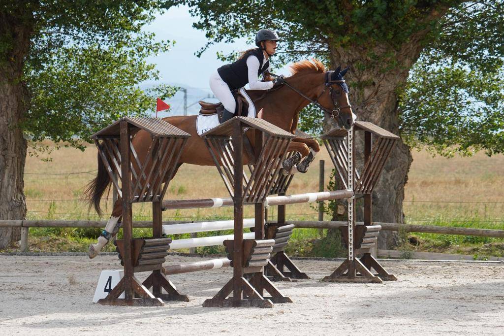 Mare Selle Fran&ccedil;ais For sale 2012 Chesnut
