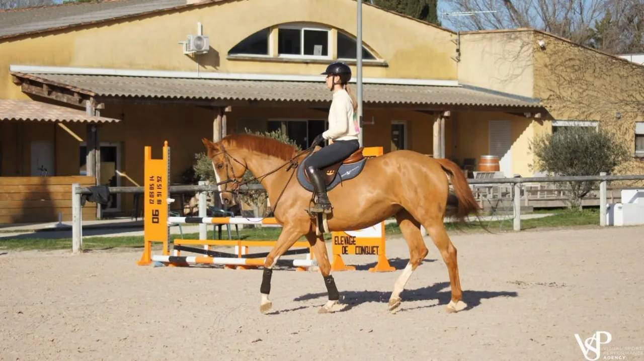 Mare Selle Fran&ccedil;ais For sale 2012 Chesnut