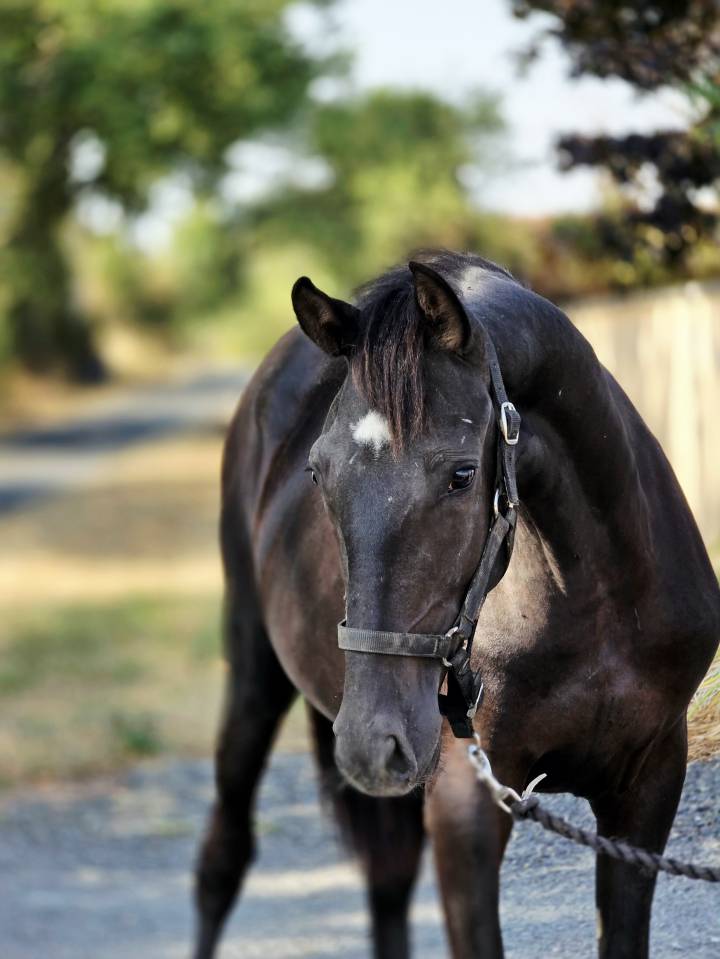 Mare Paint For sale 2025 Black