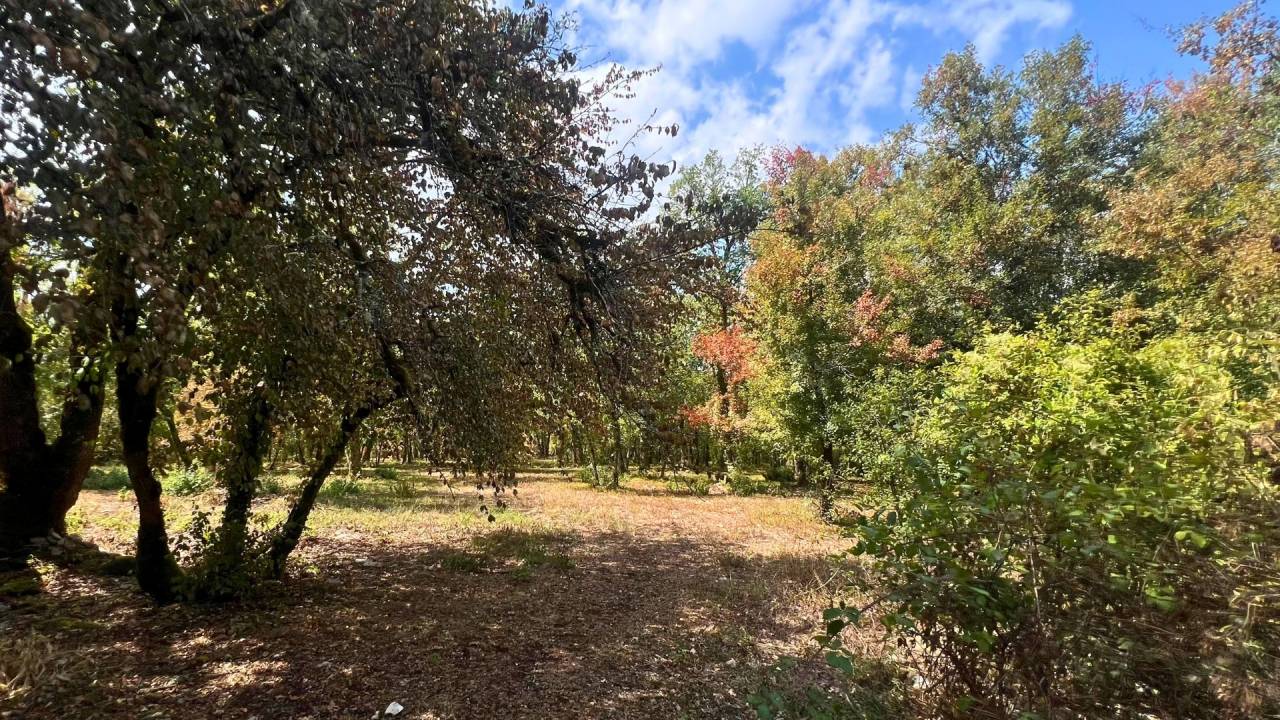 Equestrian property  Lot