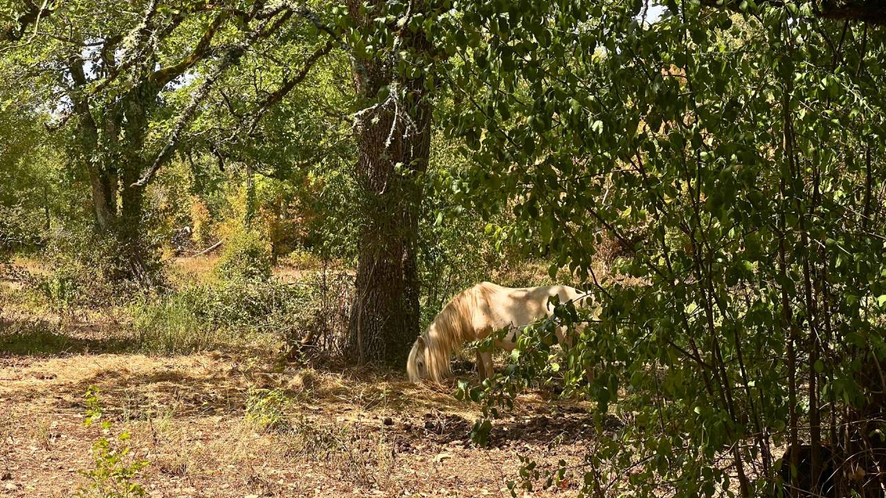 Equestrian property  Lot
