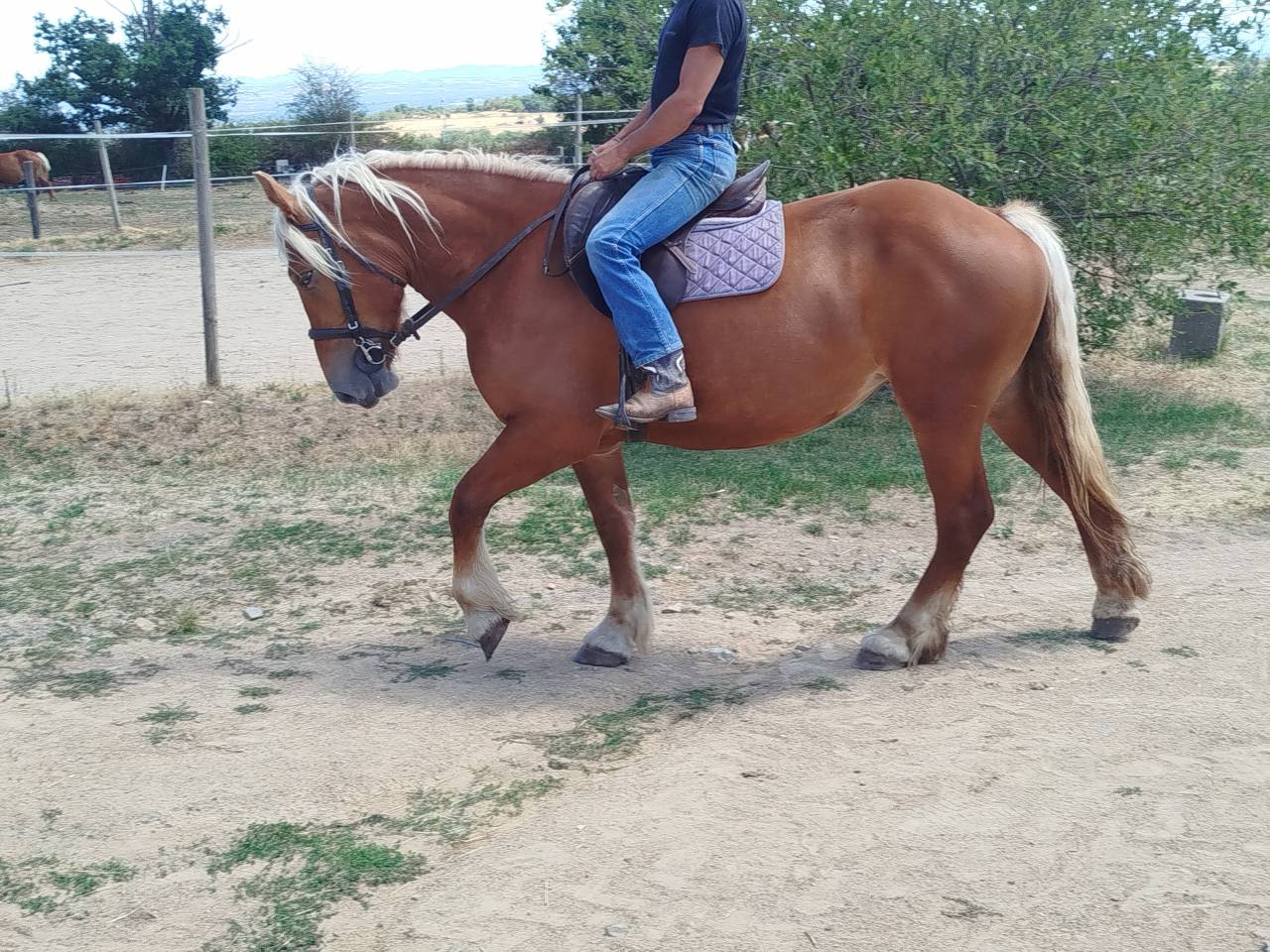 Mare Comtois For sale 2023 Chesnut