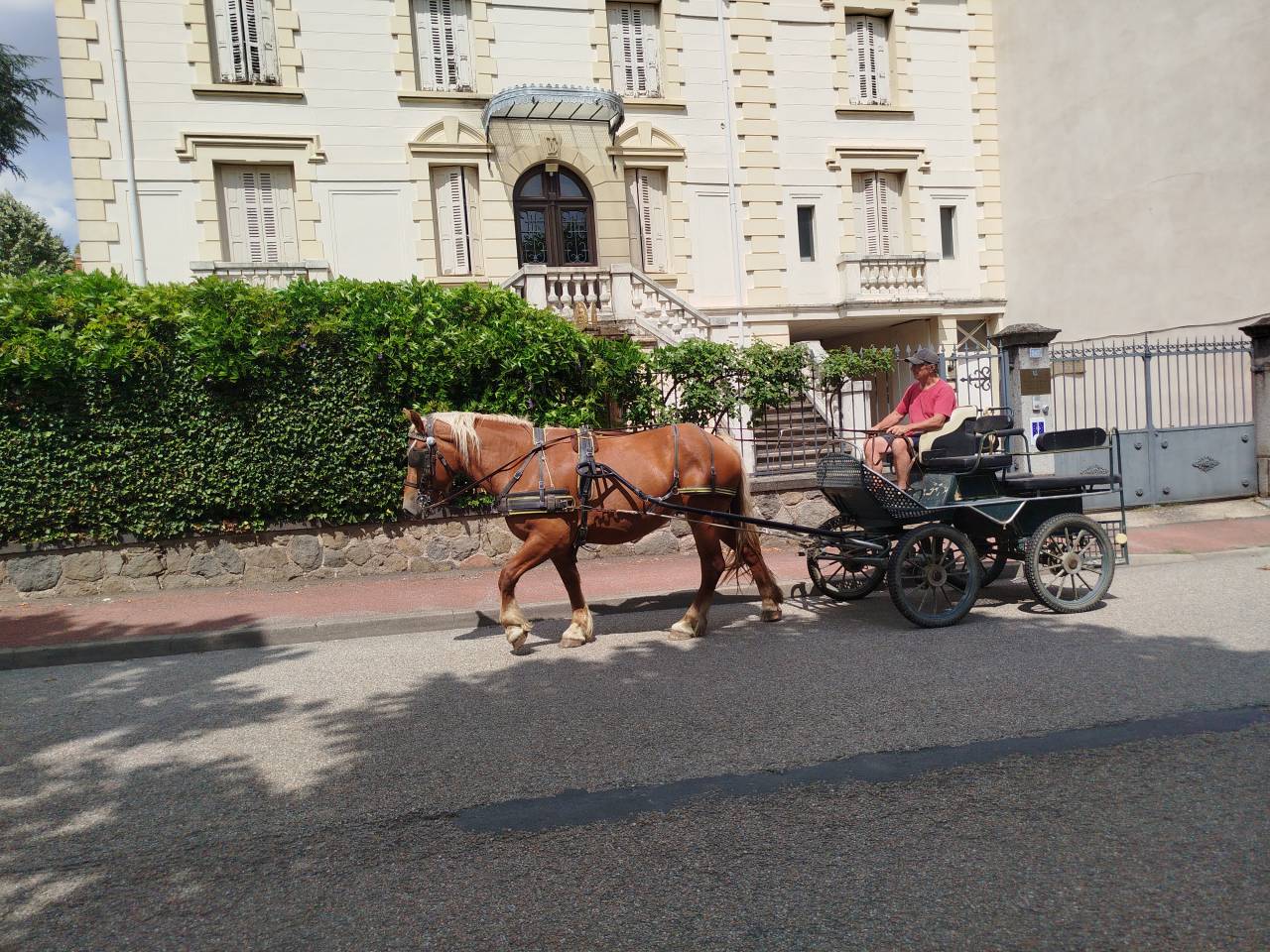 Mare Comtois For sale 2023 Chesnut