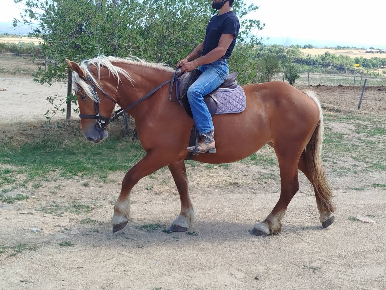 Mare Comtois For sale 2023 Chesnut