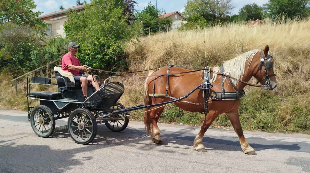 Mare Comtois For sale 2023 Chesnut