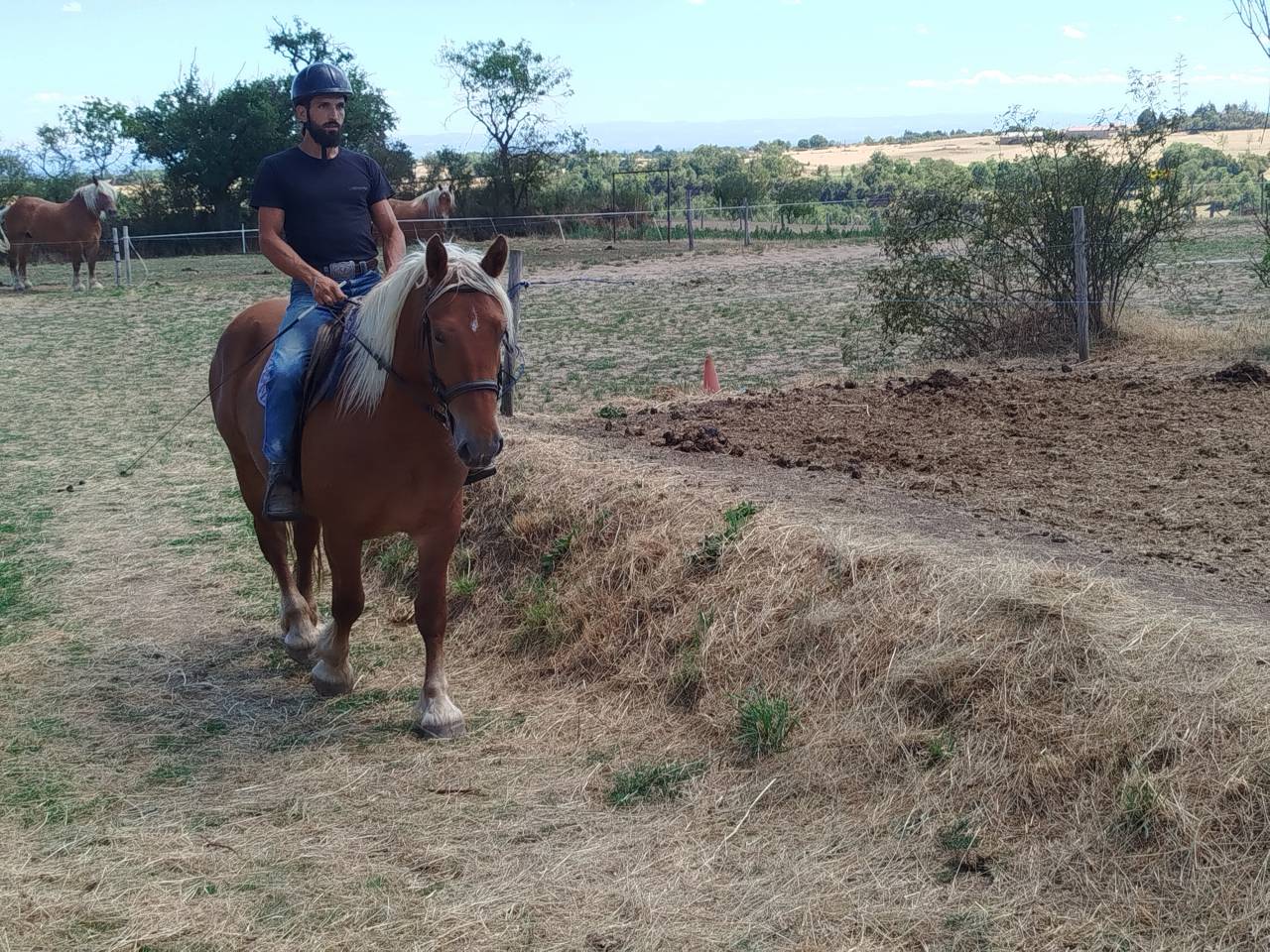 Mare Comtois For sale 2023 Chesnut