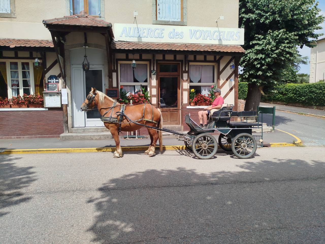Mare Comtois For sale 2023 Chesnut