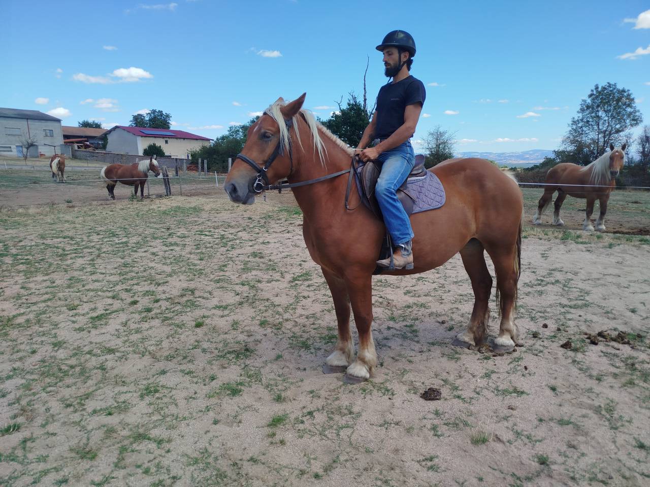 Mare Comtois For sale 2023 Chesnut